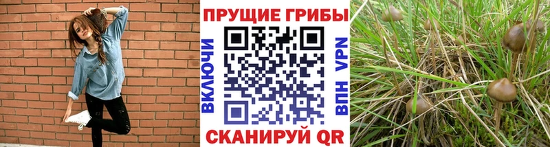 Псилоцибиновые грибы Psilocybine cubensis  где продают   мориарти наркотические препараты  Нерехта 